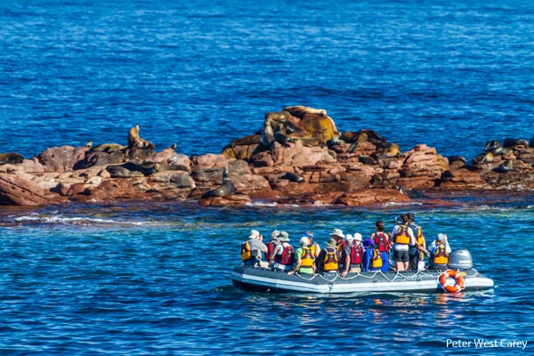 BAJA Sea Lions & Skiff-CR Un-Cruise Adventures & Peter West Carey